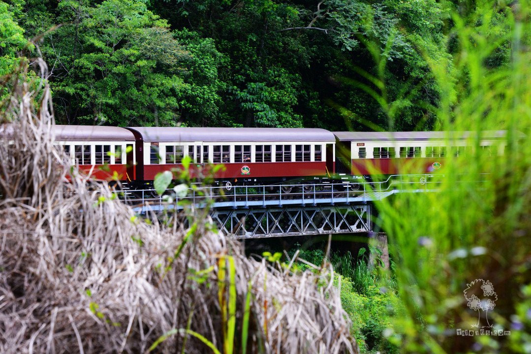 2014发现澳洲 – 热带雨林