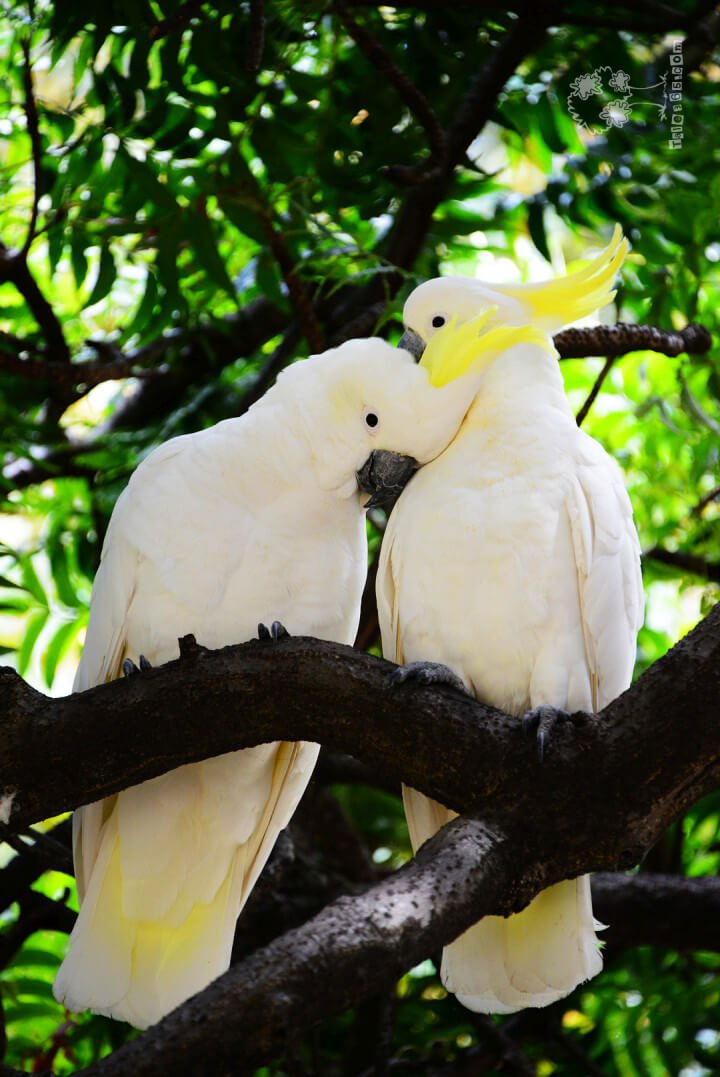 2014发现澳洲 – 动物们