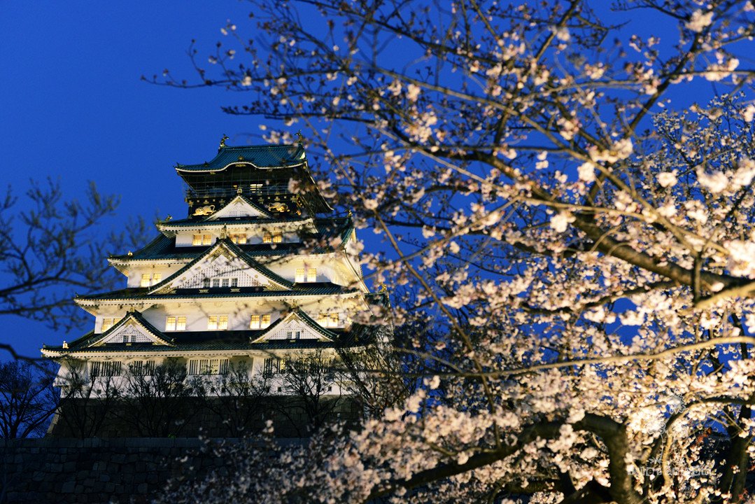 日本逐樱之旅 – 大阪