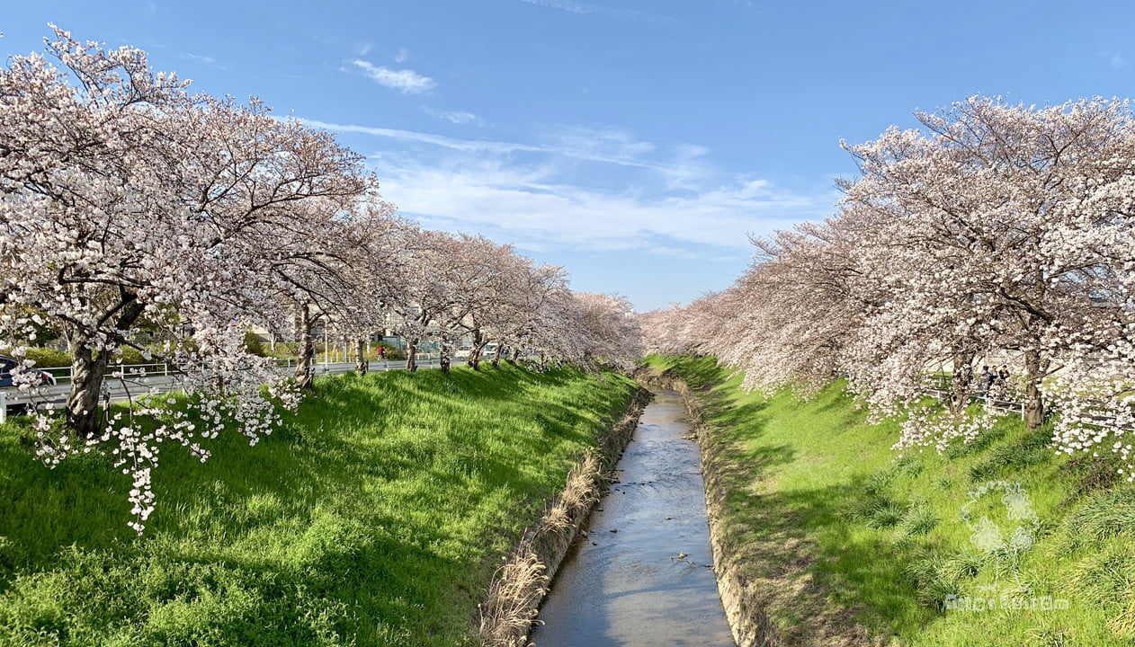 日本逐樱之旅 – 奈良