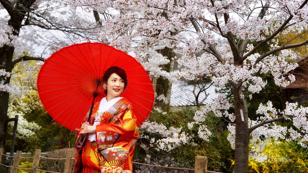 日本逐樱之旅 – 京都之一