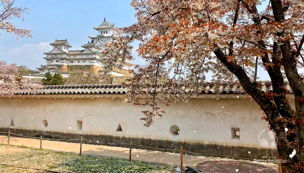日本逐樱之旅 – 姬路城、神户